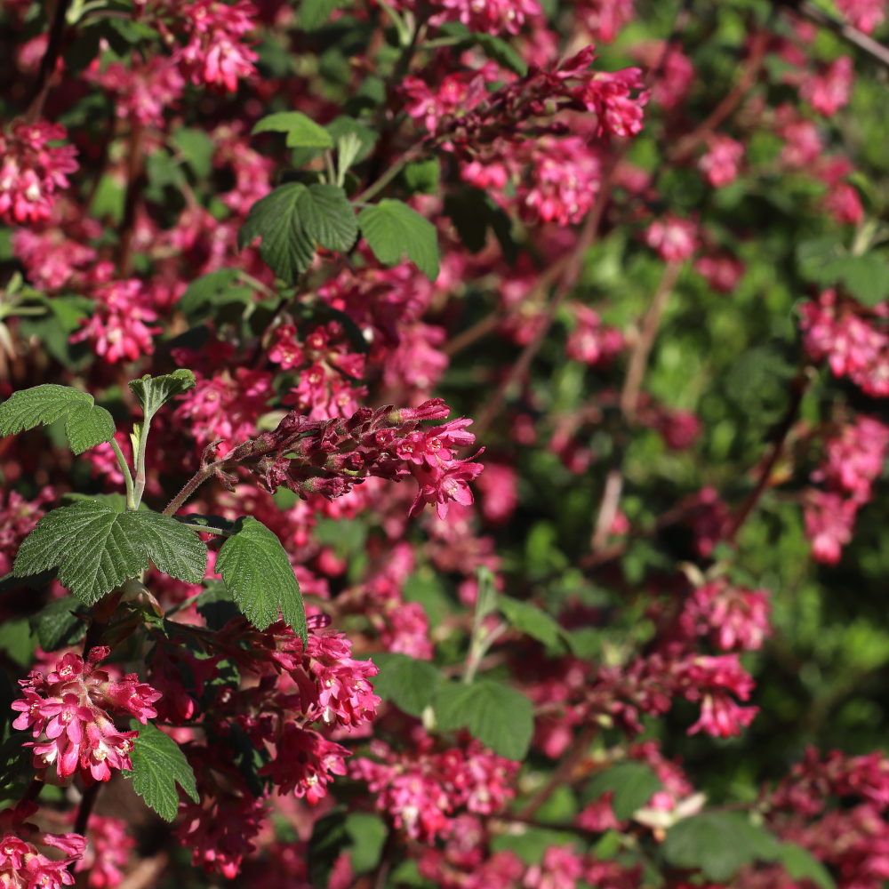 //www.everythinglandscaping.co.uk/cdn/shop/files/xFloweringCurrantHedge1_06121ae0-84f9-4110-a8b4-8eaa8060ae5e.png?v=1770806554