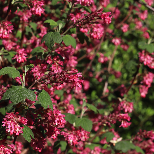 Flowering Currant Bare root 40/60cm (x100) Multi-deal