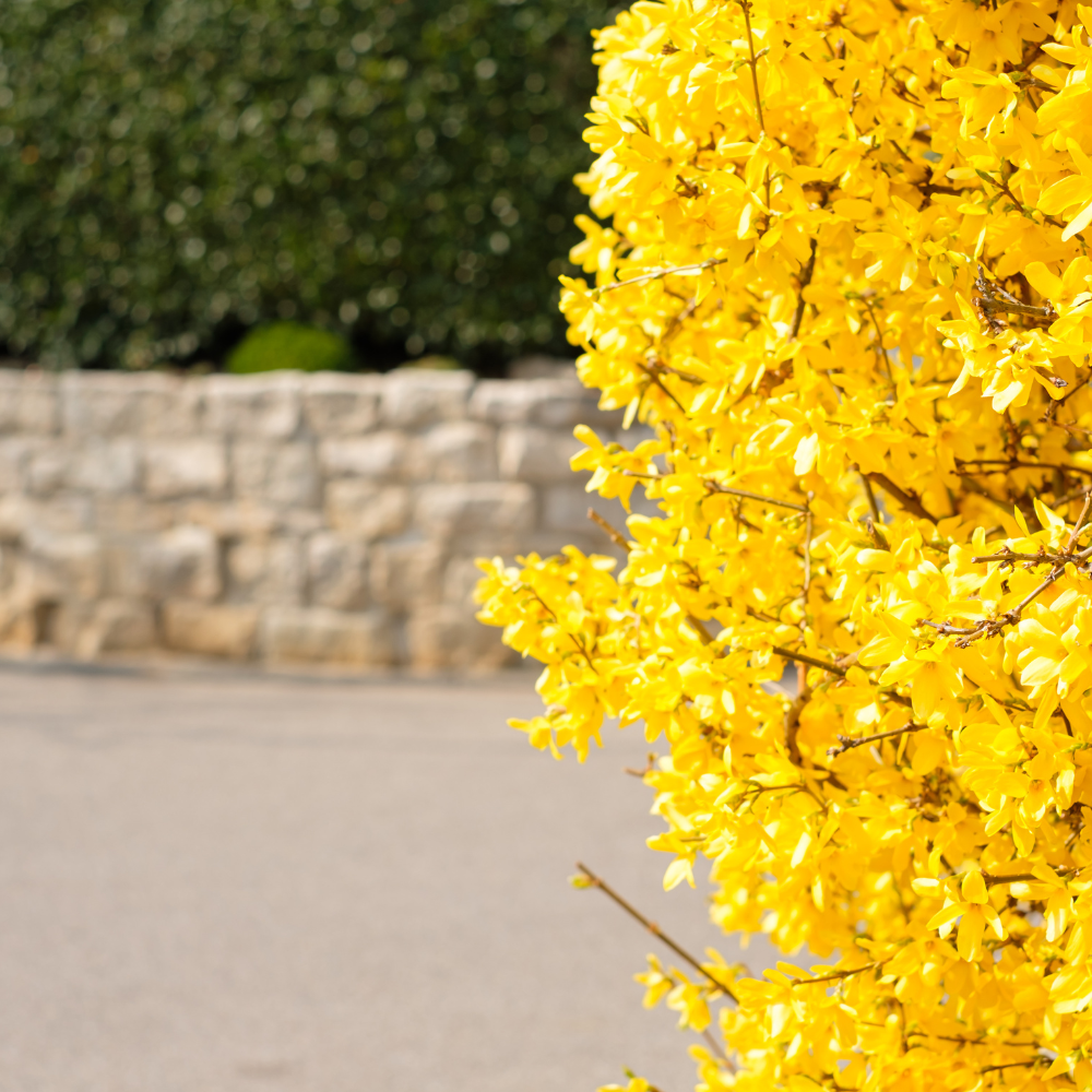 //www.everythinglandscaping.co.uk/cdn/shop/files/xForsythiaHedge1_9ccecda2-b920-4b1f-a70b-0595f3a9b5f9.png?v=1770806540