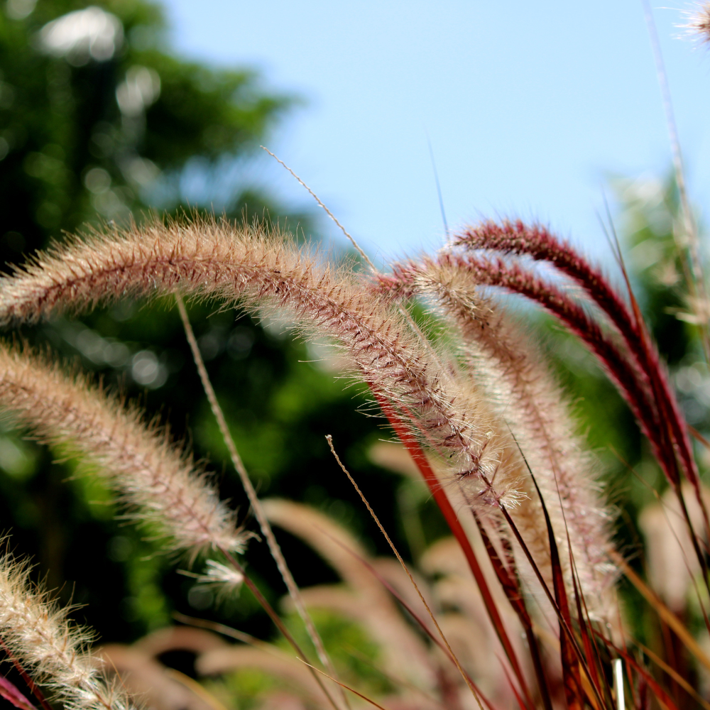 //www.everythinglandscaping.co.uk/cdn/shop/files/xFountainGrasses1_b59c41b0-b8f2-4b73-98a1-10fa81814392.png?v=1770804688
