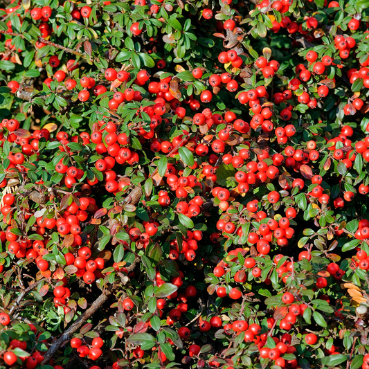 Franchet's Cotoneaster Pot Grown 2L 40/60cm (x50) Multi-deal