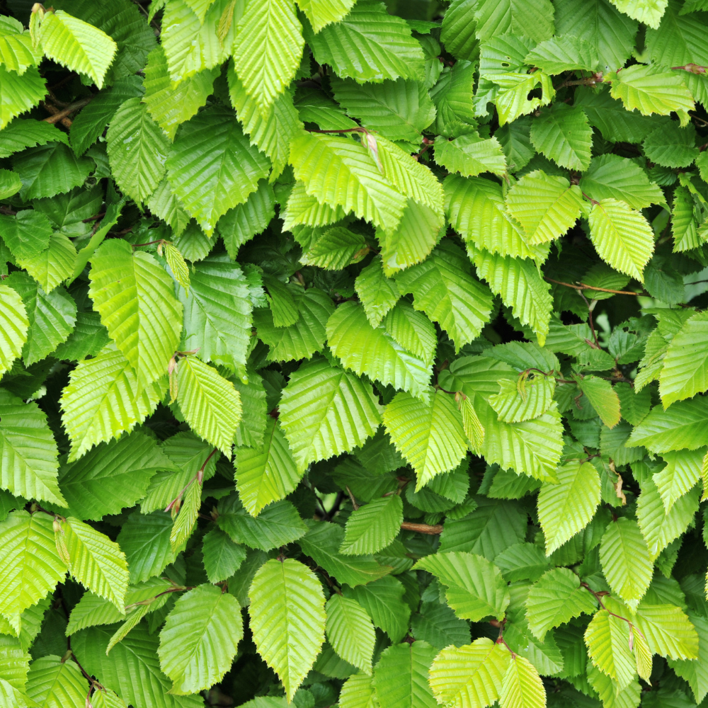 //www.everythinglandscaping.co.uk/cdn/shop/files/xFransFontaineHornbeamTree1_2ddd4af6-f271-4ac2-920c-80d4e055e7a8.png?v=1770805477