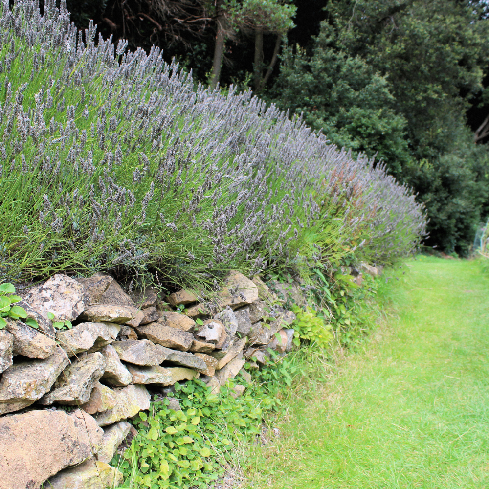 //www.everythinglandscaping.co.uk/cdn/shop/files/xFrenchLavenderHedge1_6a40d149-ec6b-45b7-aa6e-327c58faabde.png?v=1770806277