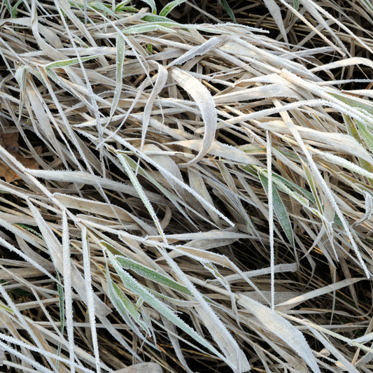 Frosted Curls Sedge Ornamental Grasses Pot Grown 2L  (x50) Multi-deal
