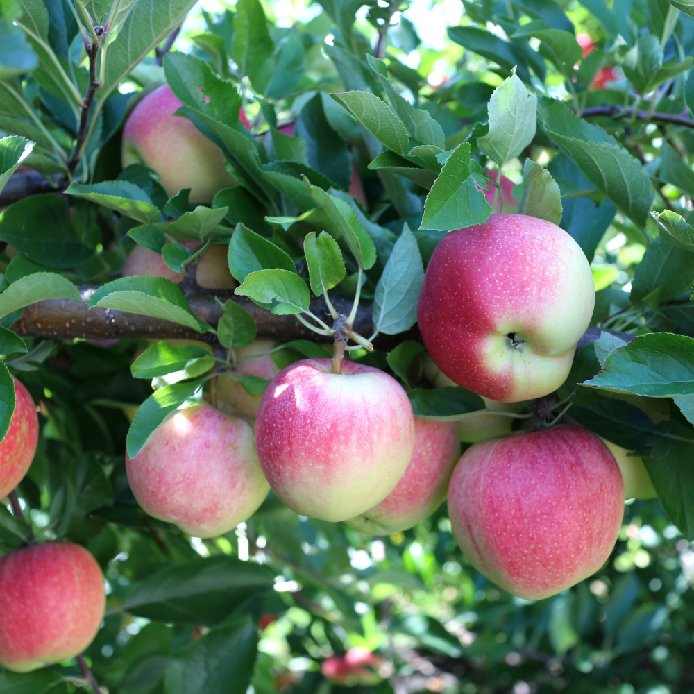 //www.everythinglandscaping.co.uk/cdn/shop/files/xGalaAppleFruitTree1_43052c9f-6b64-41f7-af58-93817920ff03.png?v=1770803707