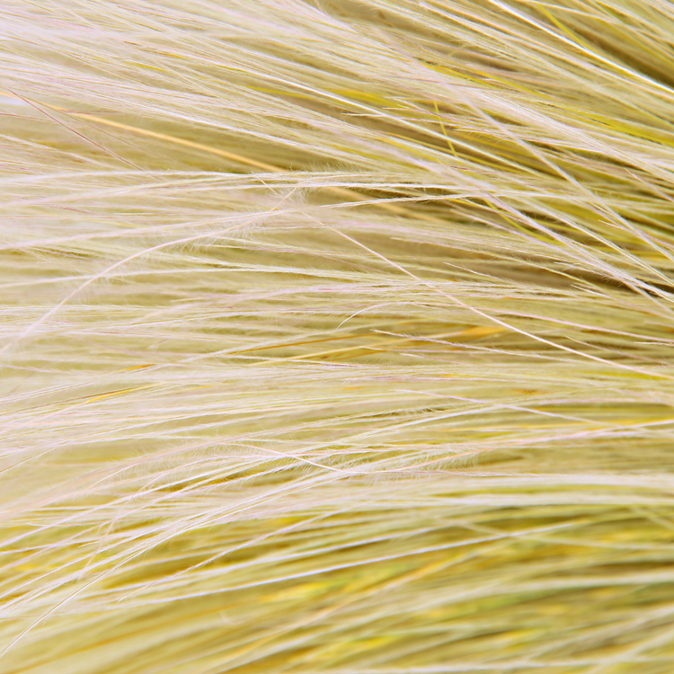 Giant Feather Ornamental Grasses Pot Grown 5L