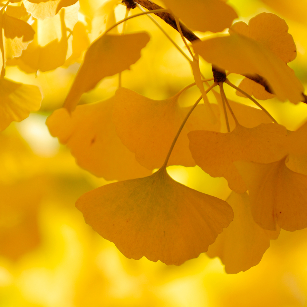 //www.everythinglandscaping.co.uk/cdn/shop/files/xGinkgoOrnamentalTree1_b49a725a-1eec-4104-8702-00d2c31247b3.png?v=1770804133