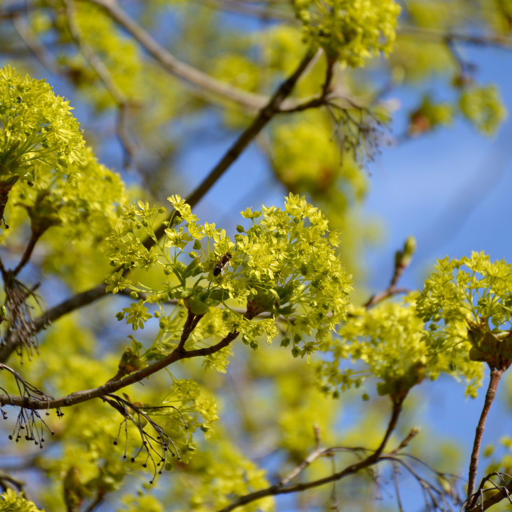 //www.everythinglandscaping.co.uk/cdn/shop/files/xGlobosumNorwayMapleTree1_a13e7c11-8657-43f7-b42c-42d9ad0ec473.png?v=1770803761
