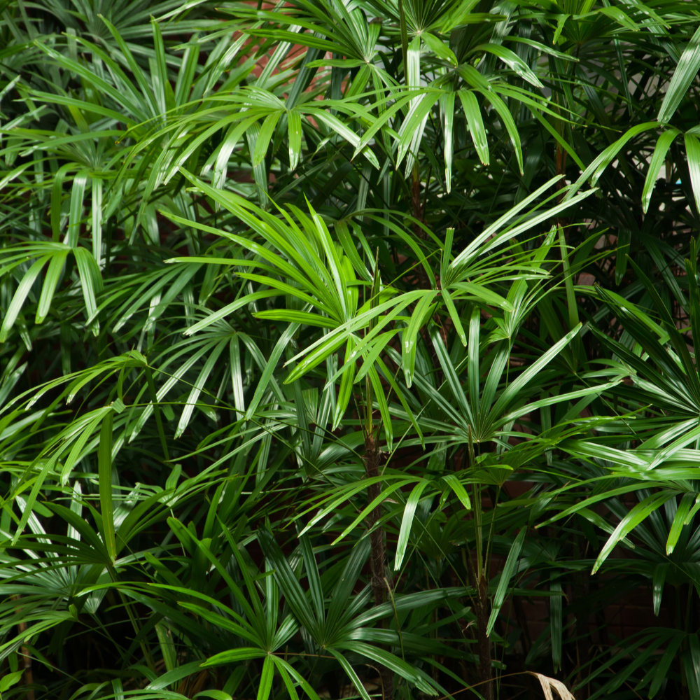 //www.everythinglandscaping.co.uk/cdn/shop/files/xGoldenBambooHedge1_d9f1b328-6b4d-4ac9-814a-6de29c8a65e9.png?v=1770803986