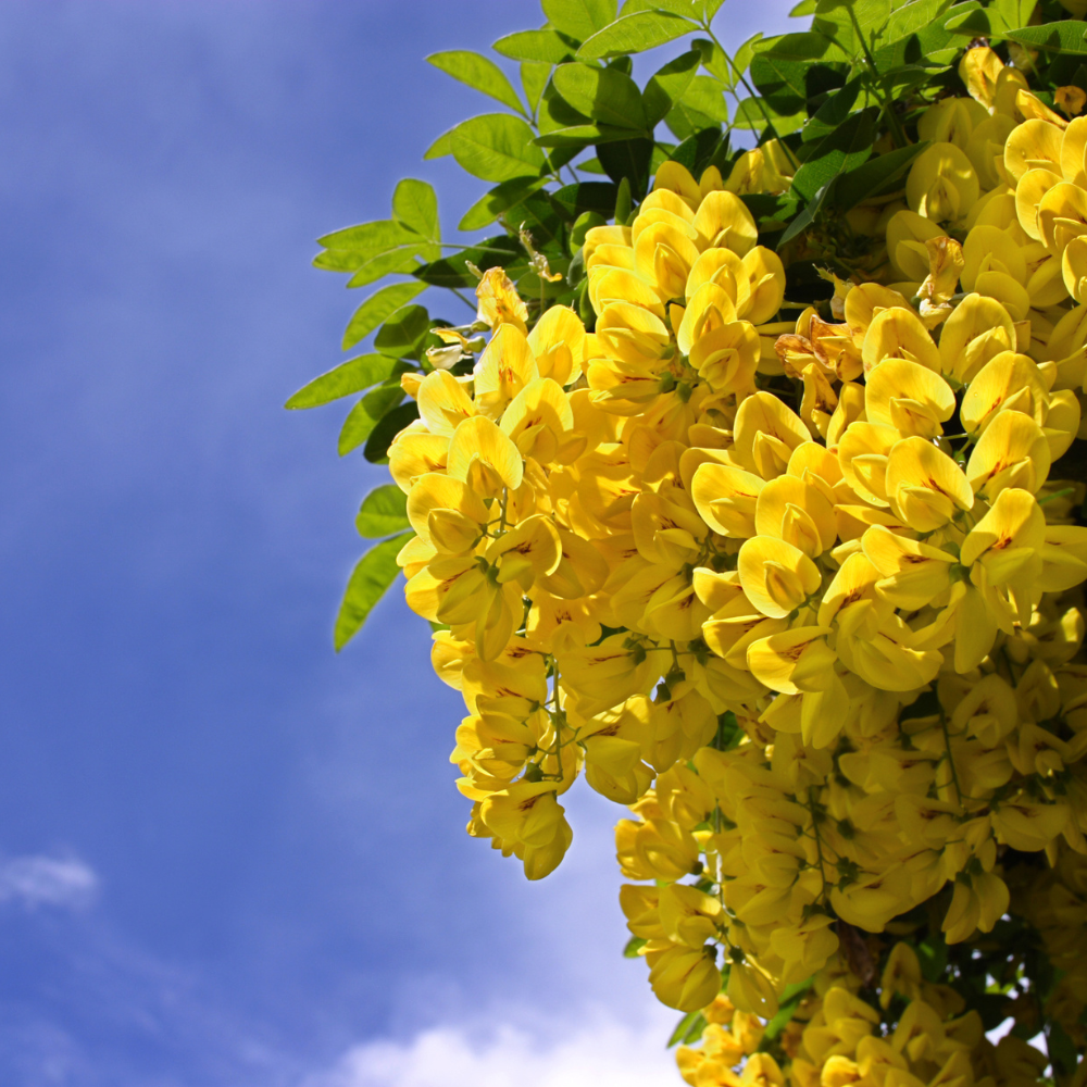//www.everythinglandscaping.co.uk/cdn/shop/files/xGoldenChainTree1_bdf8bb7a-ecf5-40b6-a149-c8ea3e016035.png?v=1770804312