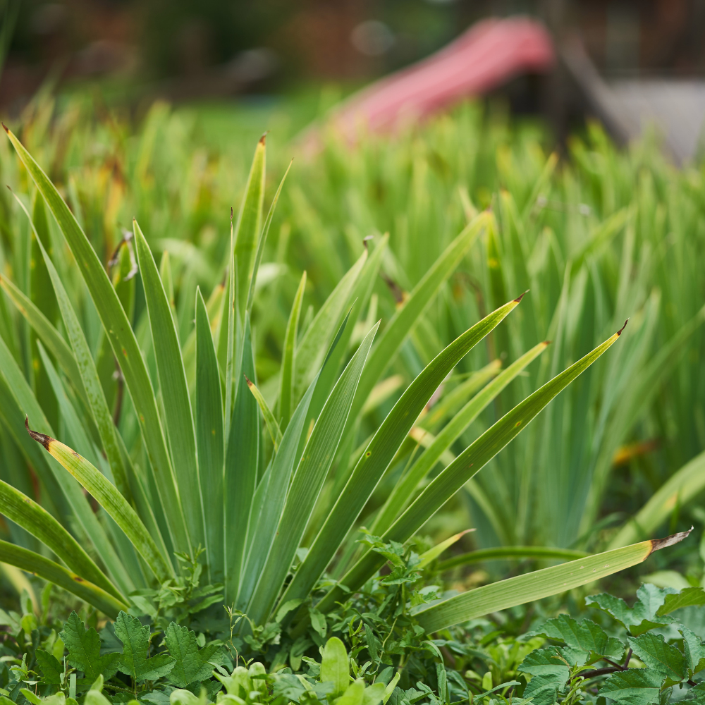 //www.everythinglandscaping.co.uk/cdn/shop/files/xGoldenDelightJapaneseSweetFlagGrass1_cf1cd601-783c-4ce3-b077-ececbe9d490a.png?v=1770805110