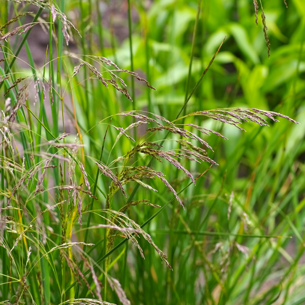 //www.everythinglandscaping.co.uk/cdn/shop/files/xGoldenDewTuftedHairGrass1_dd8377aa-9739-4e47-9f65-ed03f41f0aec.png?v=1770804973