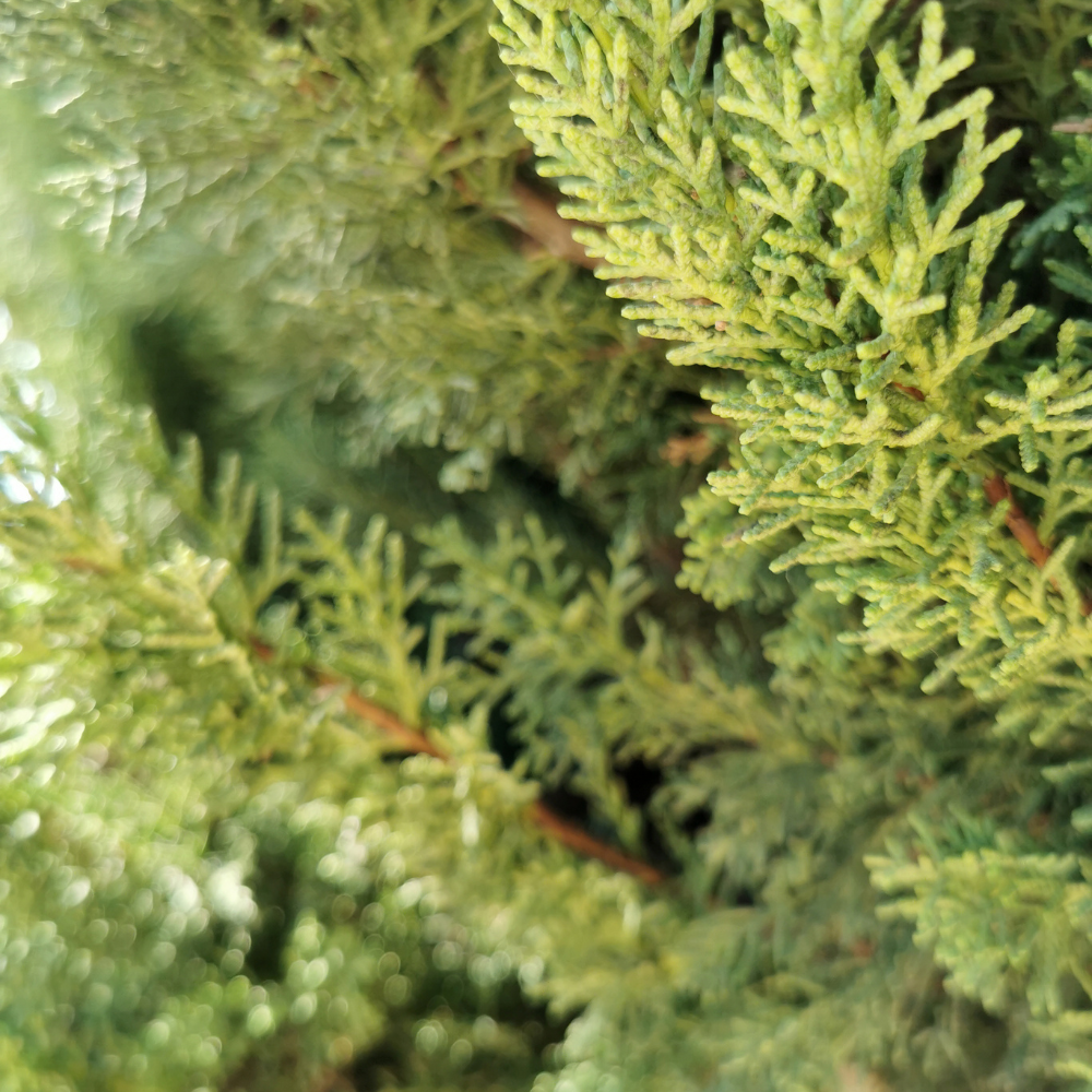 //www.everythinglandscaping.co.uk/cdn/shop/files/xGoldenLeylandiiHedge1_0a294b31-a009-4847-824d-3820c926df09.png?v=1770806267