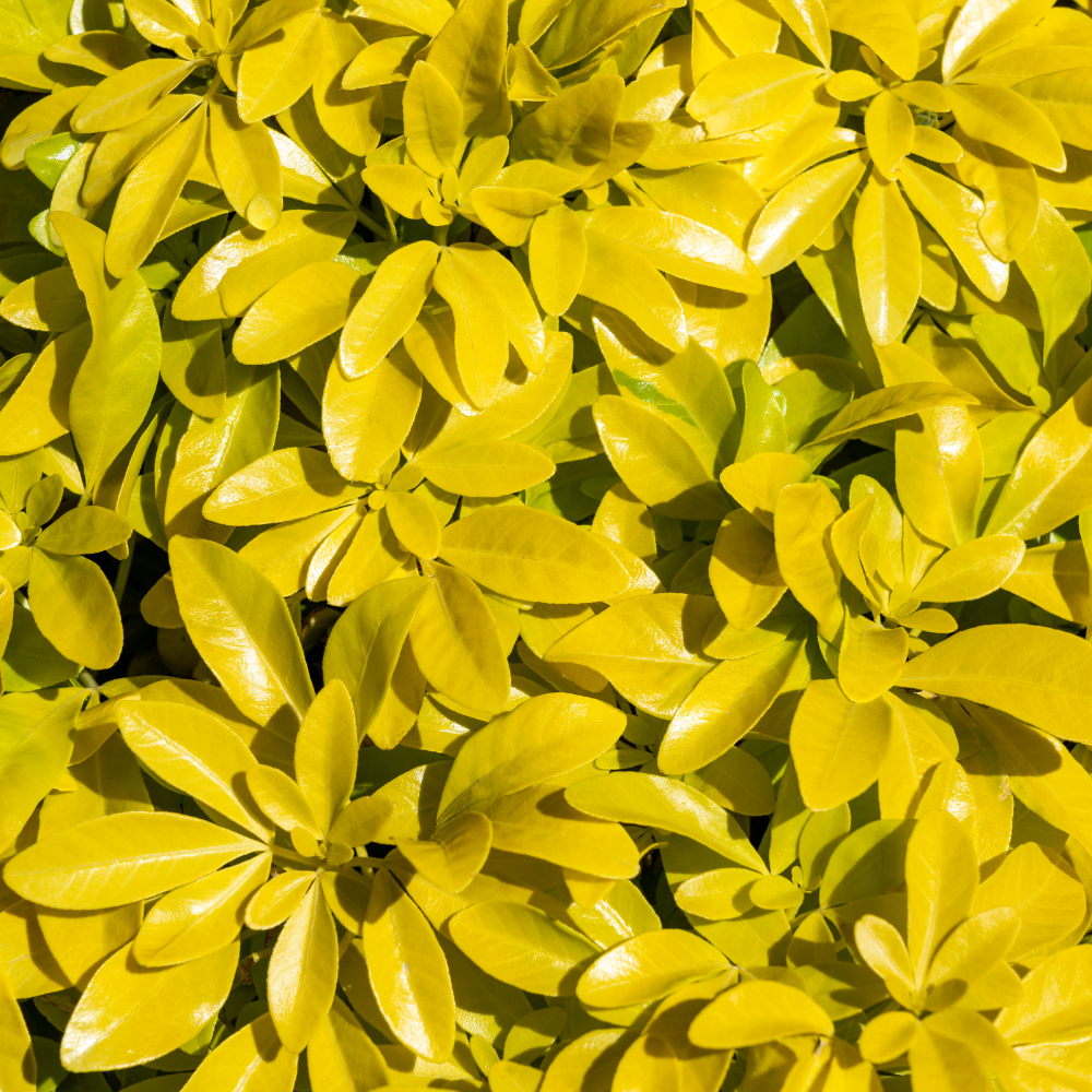 //www.everythinglandscaping.co.uk/cdn/shop/files/xGoldenMexicanOrangeHedge1_e915a915-c5b2-4867-8ae8-6fee769e457c.png?v=1770806252