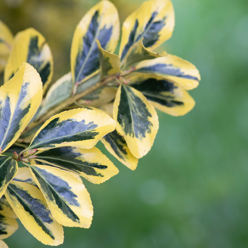 //www.everythinglandscaping.co.uk/cdn/shop/files/xGoldenVariegatedJapaneseSpindlePlant1_6ed599dd-cdc7-4995-b4f3-86dddef28484.png?v=1770804318