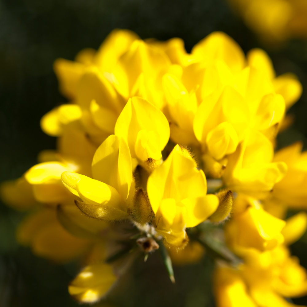//www.everythinglandscaping.co.uk/cdn/shop/files/xGorseHedge1_97054395-2396-4d4b-ade3-afe1e477aa92.png?v=1770806536