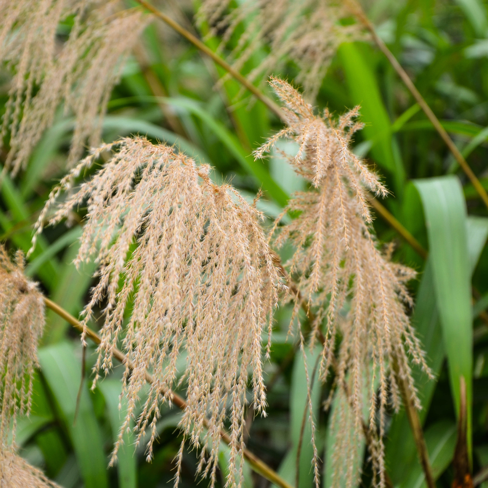 //www.everythinglandscaping.co.uk/cdn/shop/files/xGracillimusMaidenGrass1_bff352d0-b8ba-4149-9d29-101d8ecaa691.png?v=1770804882