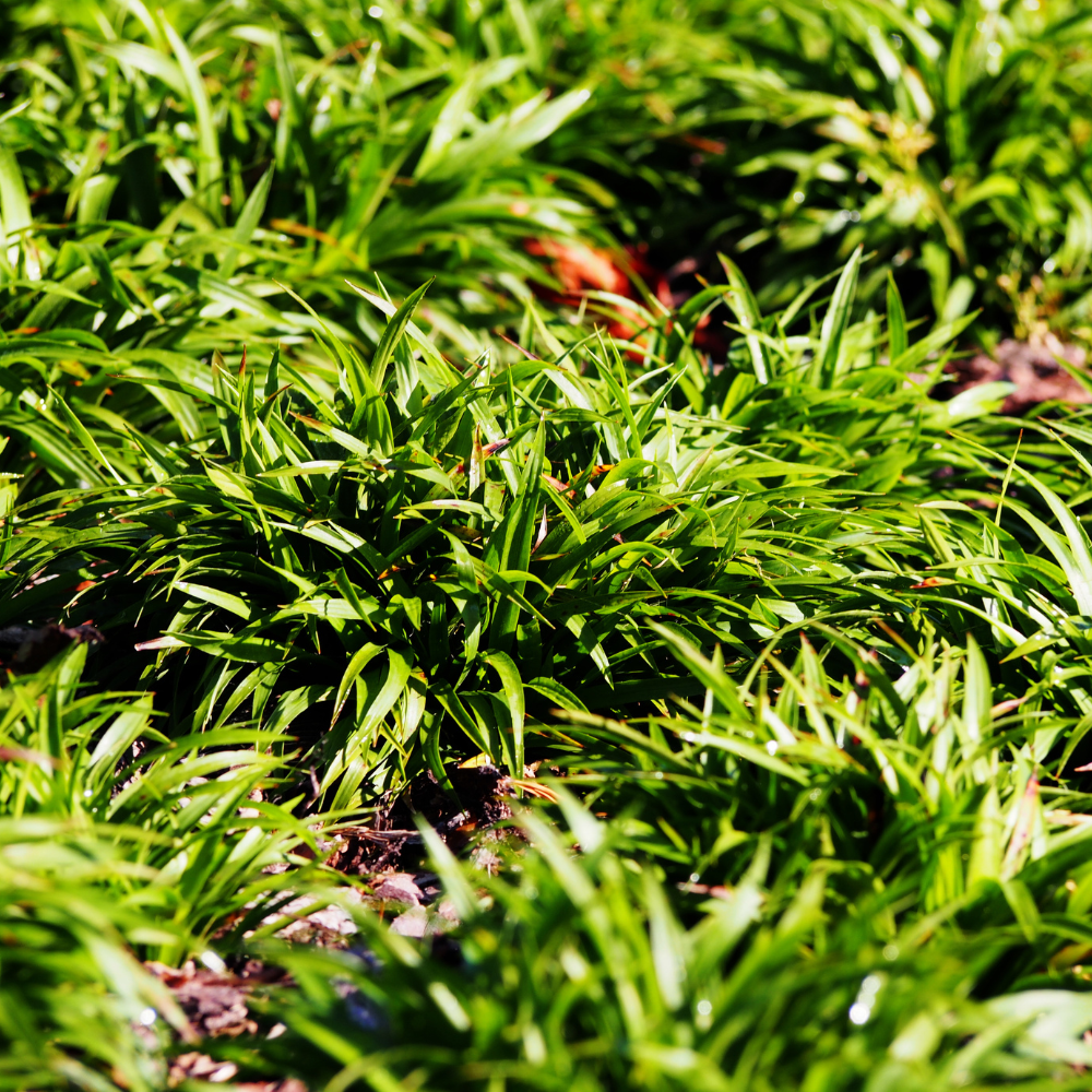 //www.everythinglandscaping.co.uk/cdn/shop/files/xGreaterWoodrushGrass1_aef28de0-7a97-4fb4-9bc4-24549318f511.png?v=1770804907