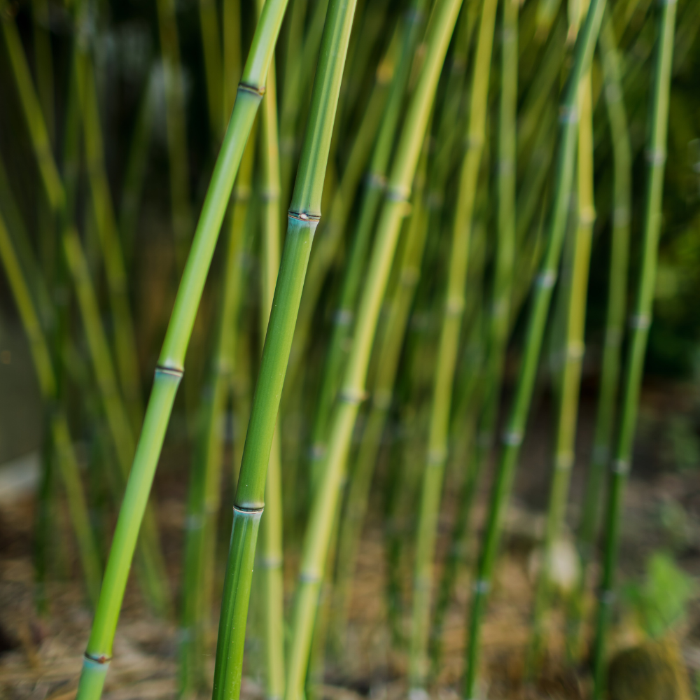 //www.everythinglandscaping.co.uk/cdn/shop/files/xGreenBambooHedge1_f5a1fa7b-35fa-4a2f-8835-8eecbc8fed25.png?v=1770803994