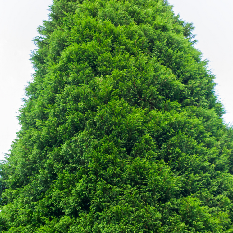 Green Leylandii Pot Grown 45L 300/350cm