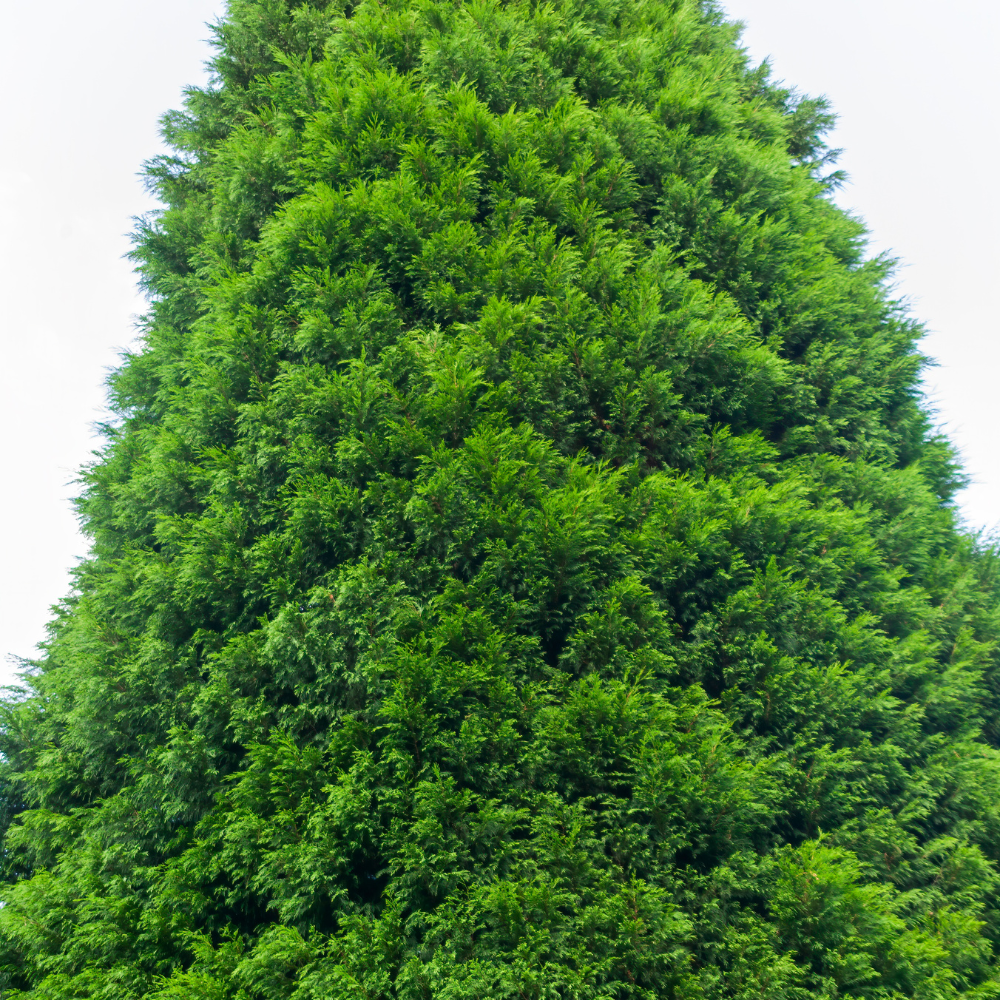 //www.everythinglandscaping.co.uk/cdn/shop/files/xGreenLeylandiiConifer1_fca319cc-9e80-4e82-9929-0bf3fc052dfb.png?v=1770807385