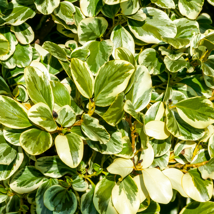 Griselinia Pot Grown 5L 40/60cm