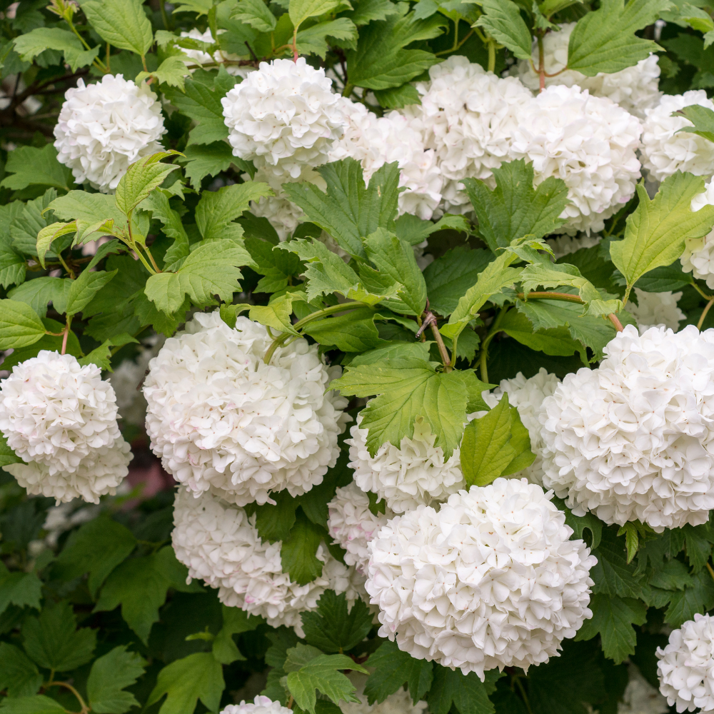 //www.everythinglandscaping.co.uk/cdn/shop/files/xGuelderRoseHedge1_1c99a676-8f5e-468d-b666-4abbb0e4b8c0.png?v=1770805943