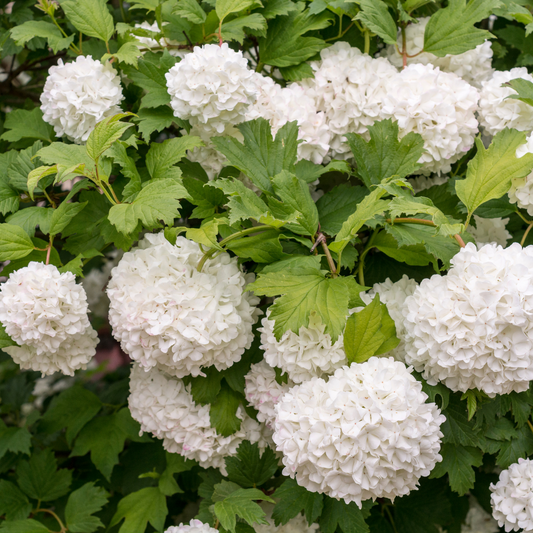 Guelder Rose Pot Grown 5L 80/100cm (x40) Multi-deal