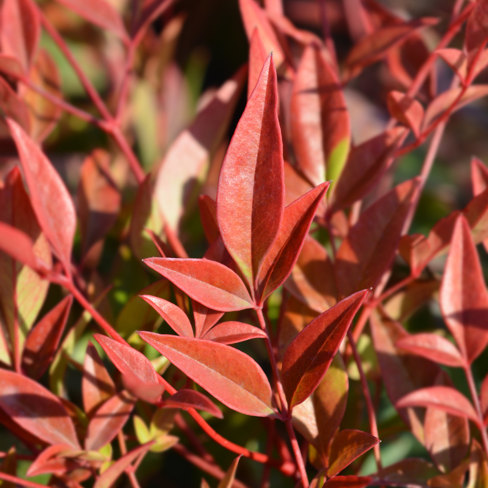 //www.everythinglandscaping.co.uk/cdn/shop/files/xGulfStreamHeavenlyBambooPlant1_8b040625-5ffc-4a3d-ad1e-980669cf6d82.png?v=1770804285