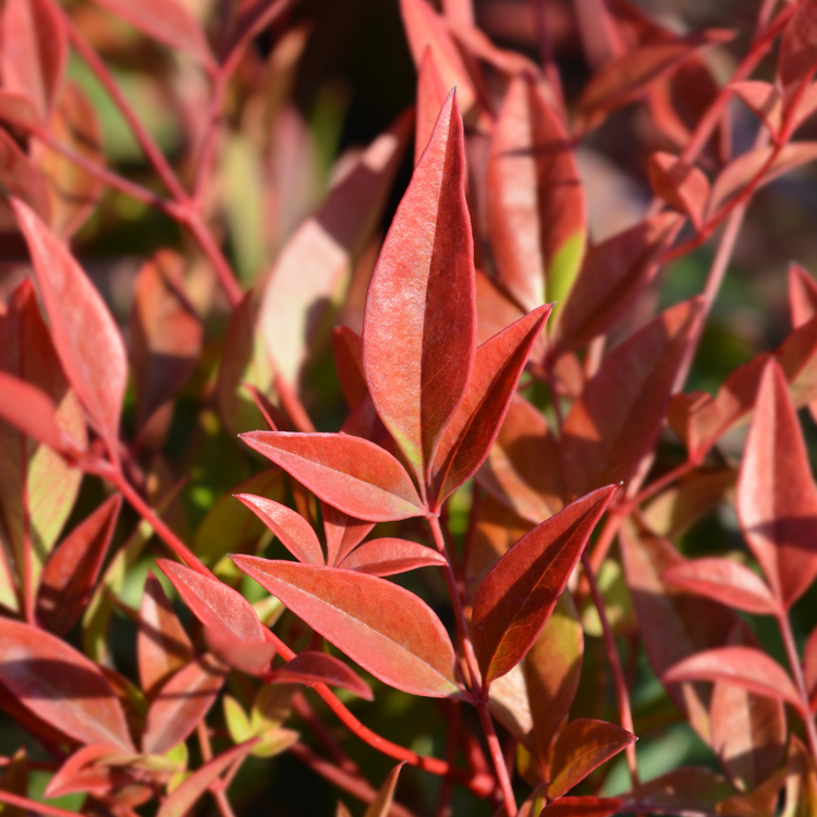 Gulf Stream Heavenly Bamboo Italian Plants Pot Grown 30L 60/80cm