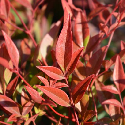 Gulf Stream Heavenly Bamboo Italian Plants Pot Grown 9L 30/40cm (x14) Multi-deal