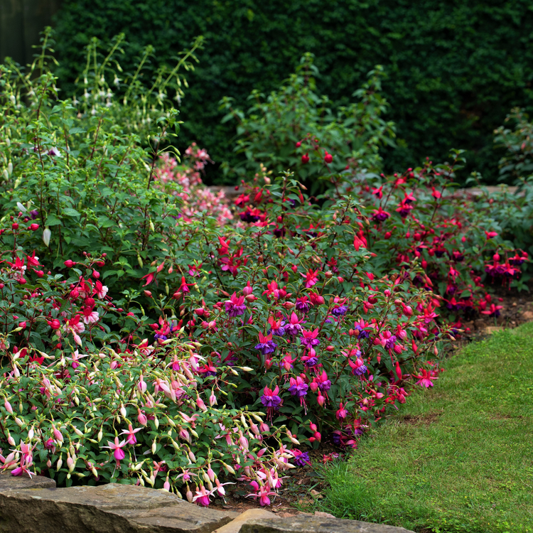 Hardy Fuchsia Magellanica Gracalis Pot Grown 2L (x50) Multi-deal