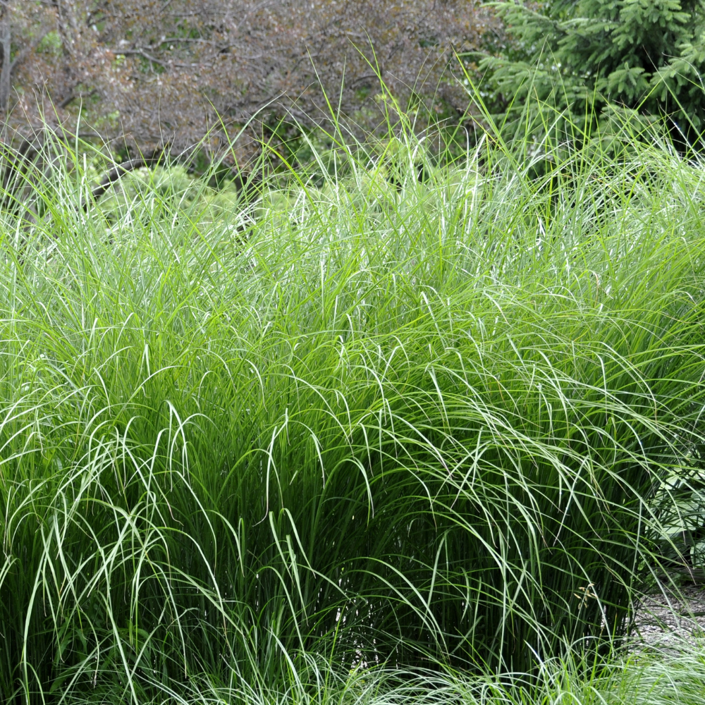 //www.everythinglandscaping.co.uk/cdn/shop/files/xHeavyMetalSwitchgrass1_e9fe0c5b-806e-498b-9f54-8a930e6f6c78.png?v=1770804752