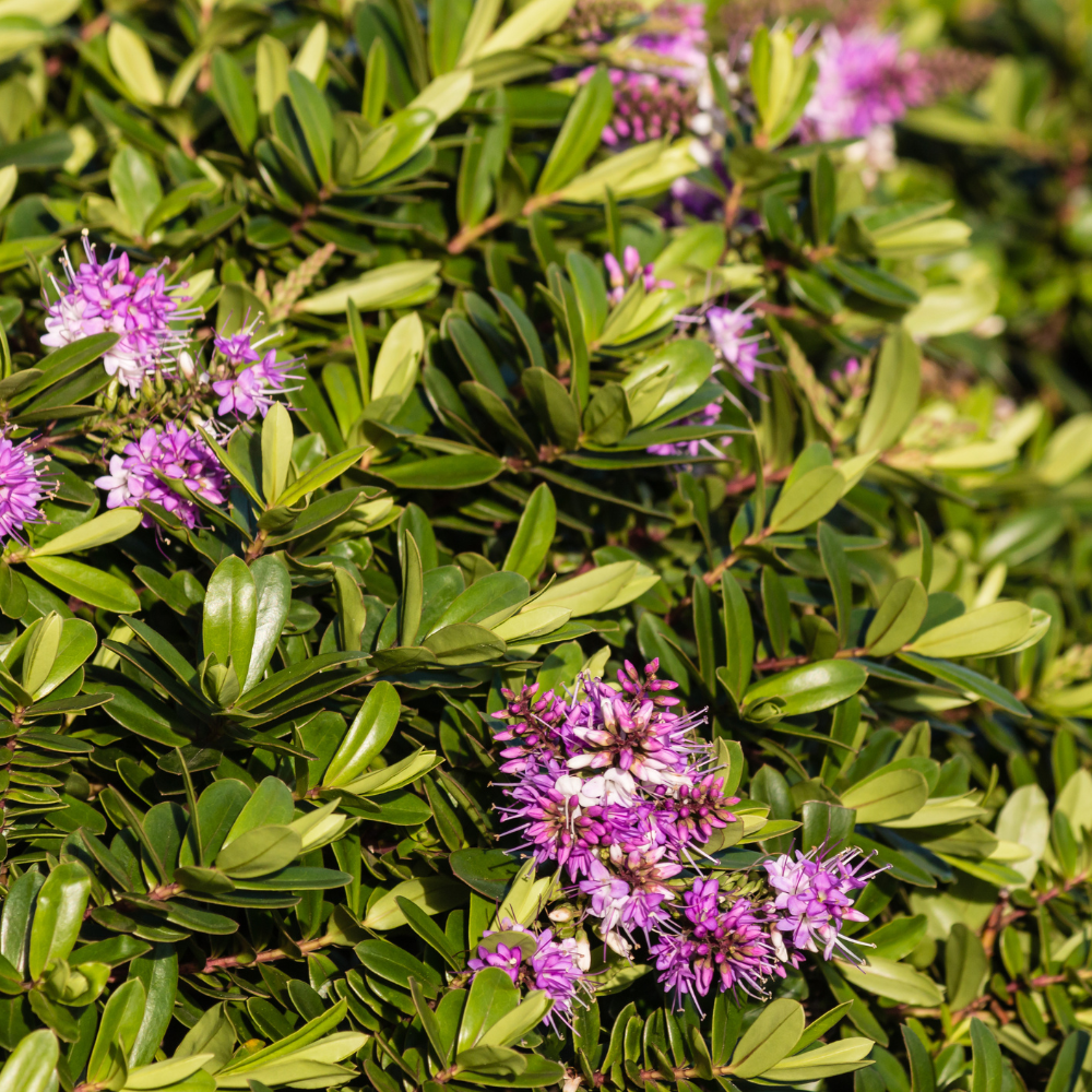 //www.everythinglandscaping.co.uk/cdn/shop/files/xHebeMrsWinderHedge1_306b03ad-4b62-4338-9e0b-82e8433c4df8.png?v=1770806489
