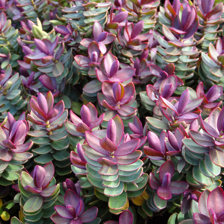 Hebe Red Edge Pot Grown 10L 20/40cm