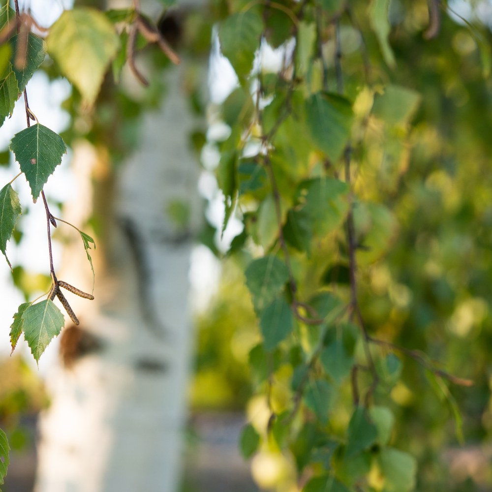 //www.everythinglandscaping.co.uk/cdn/shop/files/xHimalayanBirchTree1_52a3d453-c86b-48c9-8ce1-fd6188600f12.png?v=1770804099