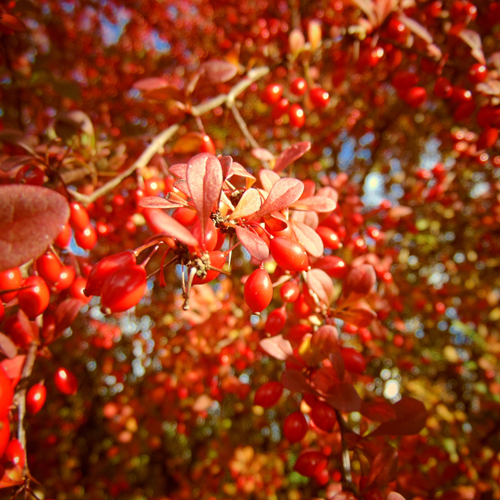 //www.everythinglandscaping.co.uk/cdn/shop/files/xHimalayanCotoneasterHedge1_0dba1b92-f698-4716-9b33-fa6ae8bc0e2a.png?v=1770806988