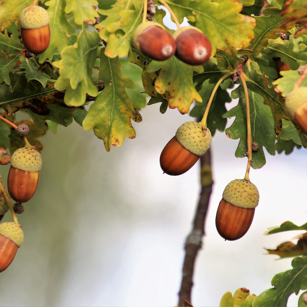//www.everythinglandscaping.co.uk/cdn/shop/files/xHolmOakPleachedTree1_03a757f3-751e-45d6-9c06-5af7eca73a38.png?v=1770804199