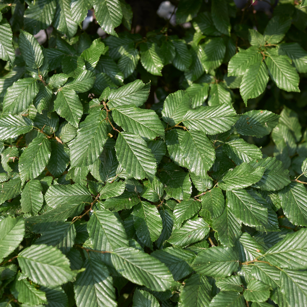 //www.everythinglandscaping.co.uk/cdn/shop/files/xHornbeamHedging1_6bd29e5a-c19d-4340-a8ff-e4f65d39ed06.png?v=1770807485