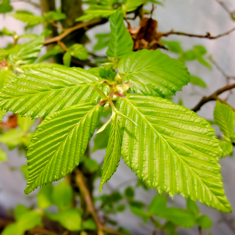 Hornbeam Pleached Tree Pot Grown 55L 200/225cm Stem Girth 12/14 Frame 120x12 (x4) Multi-deal