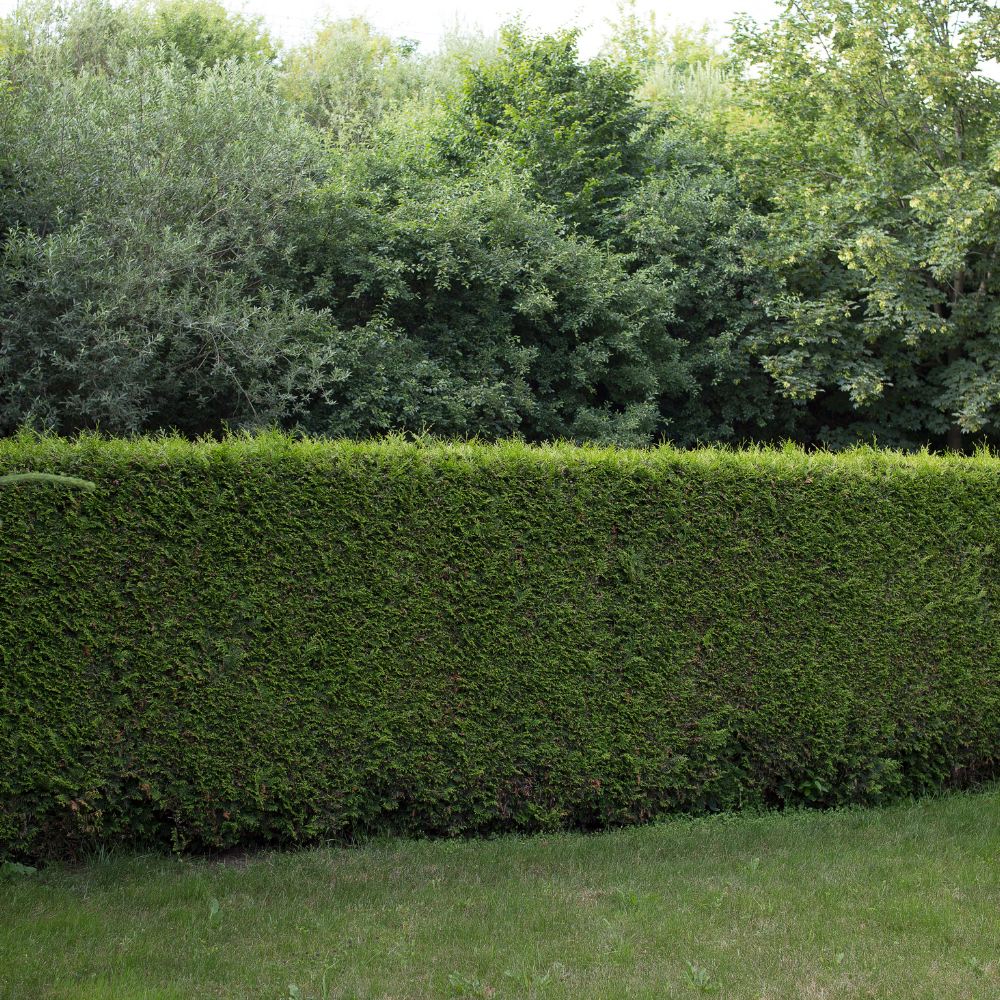 //www.everythinglandscaping.co.uk/cdn/shop/files/xHorseFriendlyMixedNativeHedging1_f85bbfdd-870c-4f61-a8e3-6f89d2c74e94.png?v=1770804375