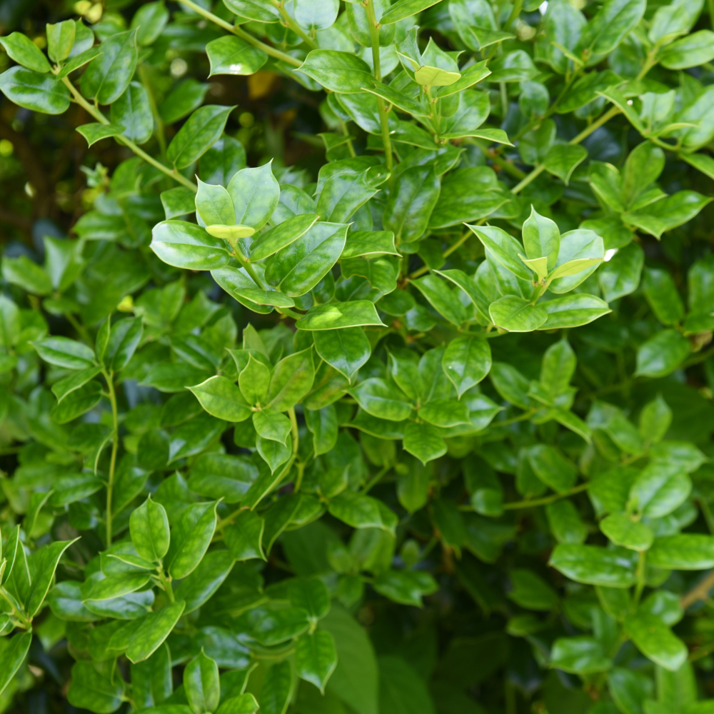 //www.everythinglandscaping.co.uk/cdn/shop/files/xIlexCrenataHedge1_71d71a8a-934c-438f-8943-ee1c9b342e2c.png?v=1770806457