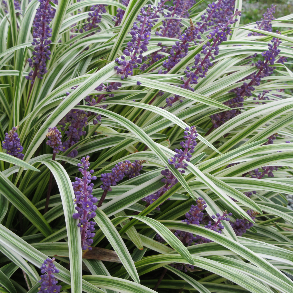 //www.everythinglandscaping.co.uk/cdn/shop/files/xIngwersenLilyturfGrass1_ac9935af-19fd-4d04-8527-9ea555ece9a6.png?v=1770804923