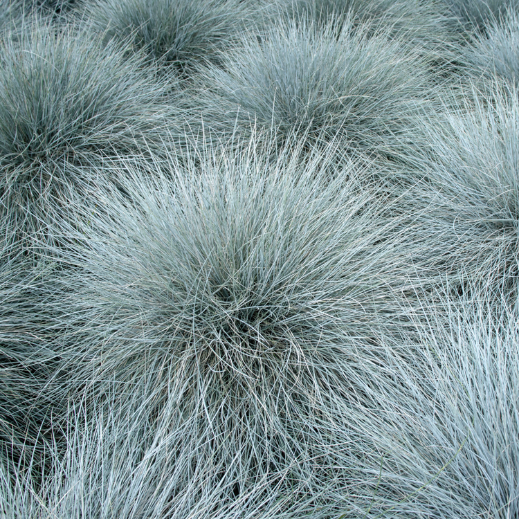 Intense Blue Fescue Ornamental Grasses Pot Grown 5L