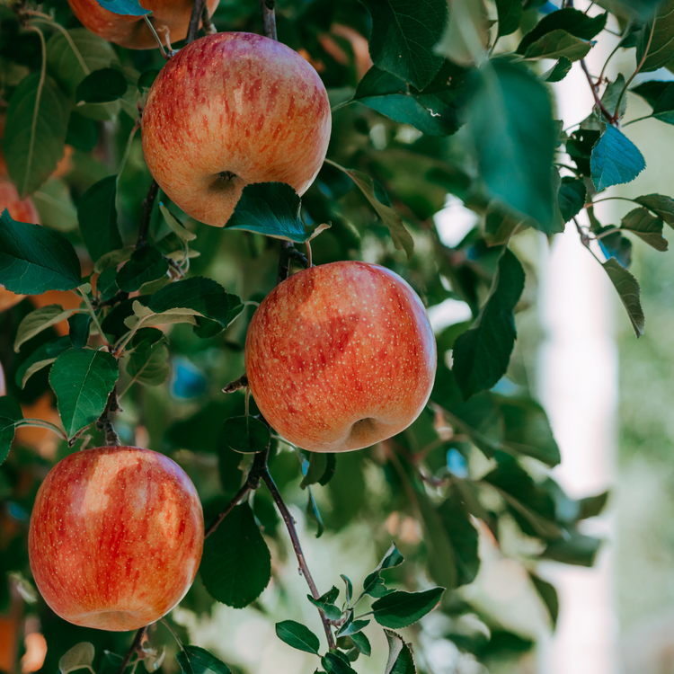 James Grieve Apple Fruit Tree Bare root 125/150cm (x50) Multi-deal
