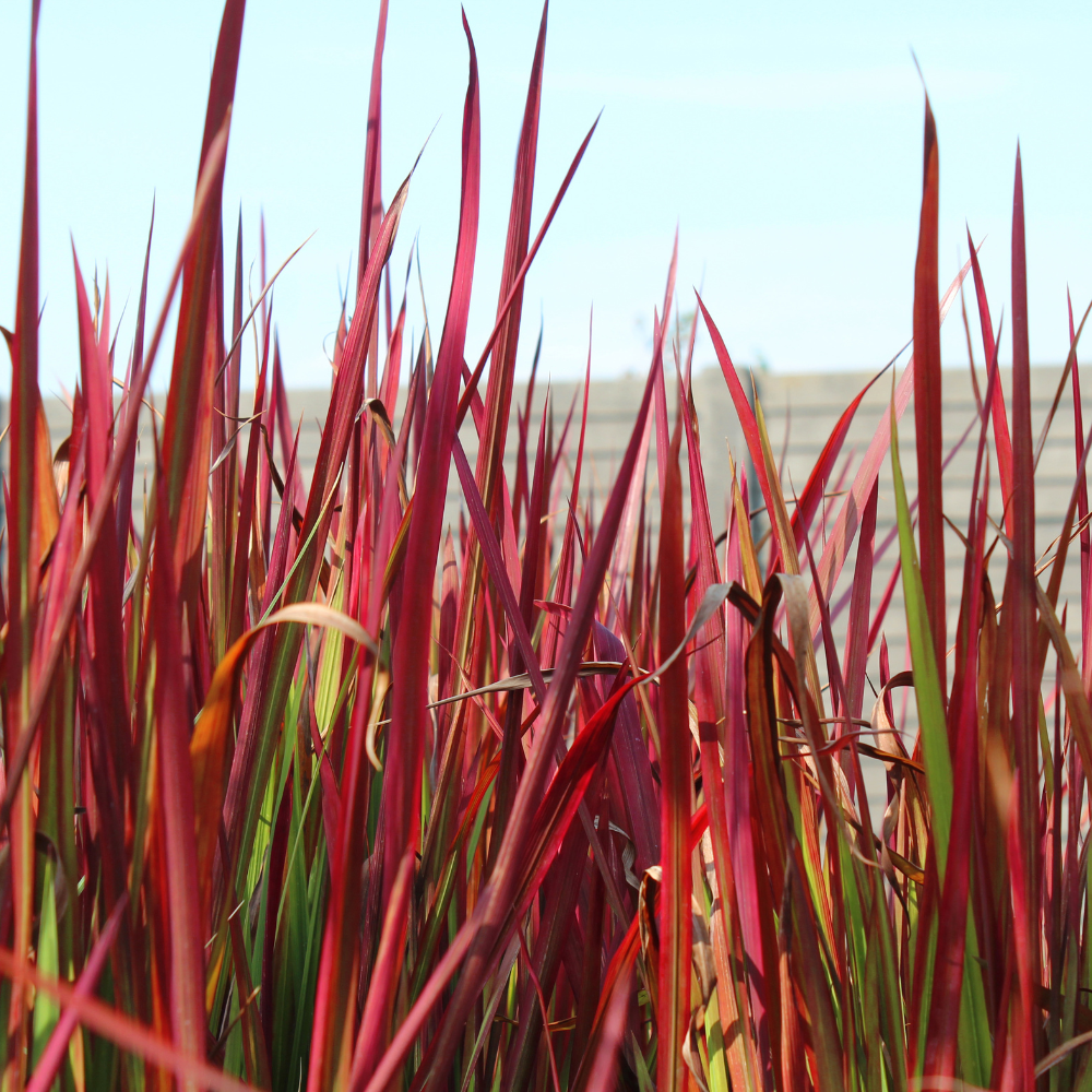 //www.everythinglandscaping.co.uk/cdn/shop/files/xJapaneseBloodGrass1_1efd38bf-f323-4a39-97e7-e189305dc88b.png?v=1770804938