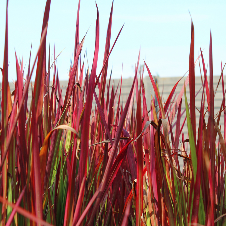 Japanese Blood Ornamental Grasses Pot Grown 7.5L