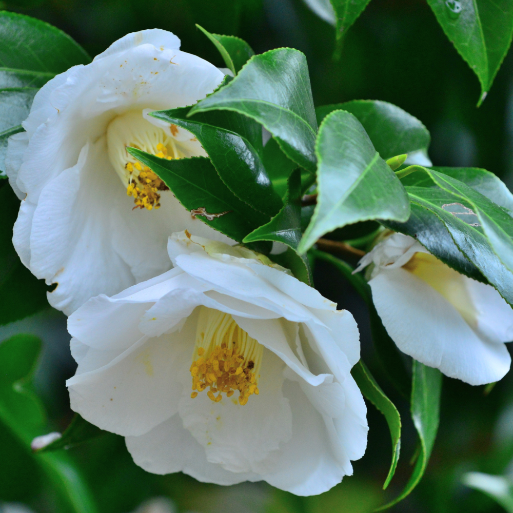 //www.everythinglandscaping.co.uk/cdn/shop/files/xJapaneseCamelliaPlants2_2e768770-de8c-4a35-bdae-2b4dec58daed.png?v=1770804228