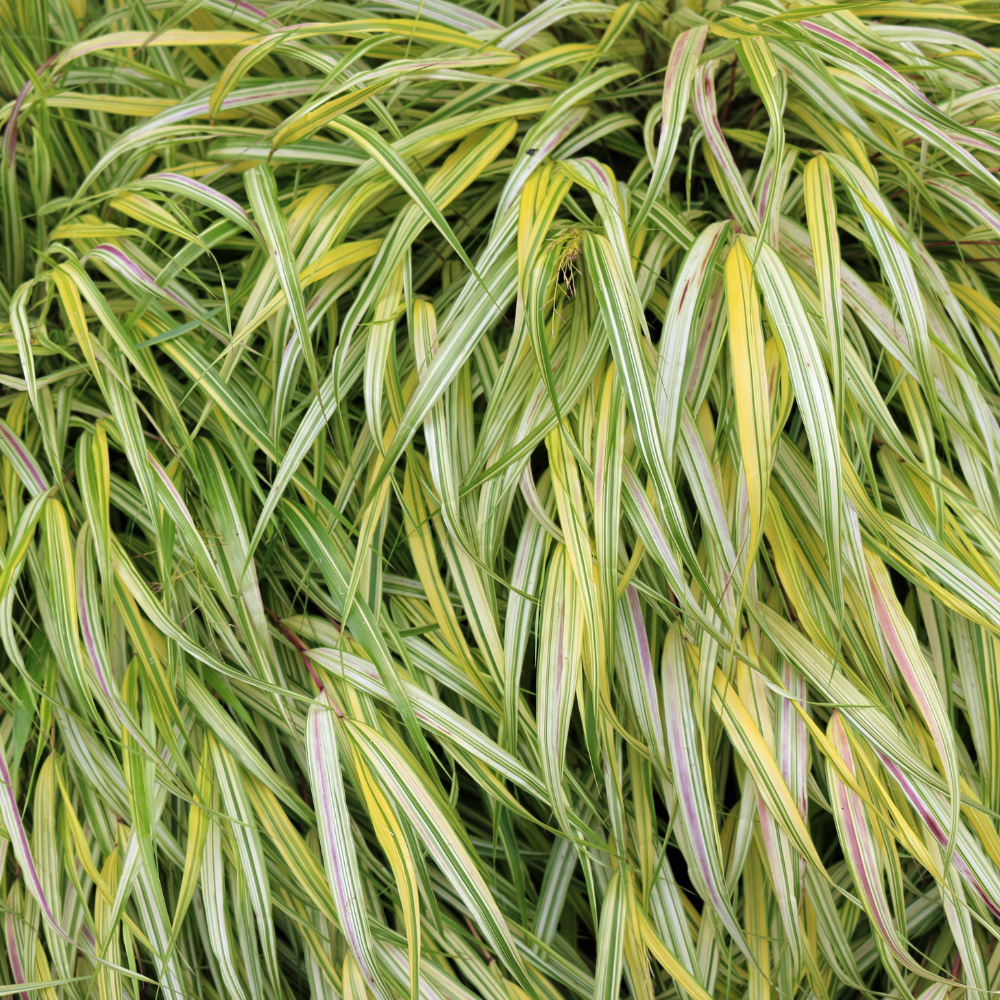 //www.everythinglandscaping.co.uk/cdn/shop/files/xJapaneseForestGrass1_652fc4e2-7f8e-481b-850b-e3ed3aa05d19.png?v=1770804947