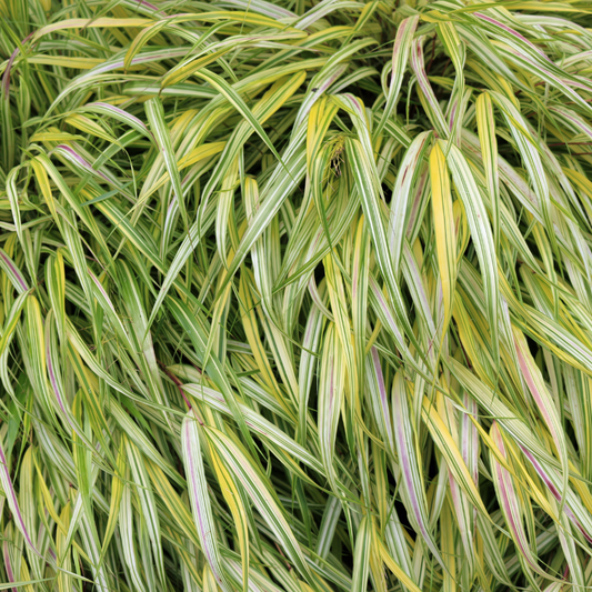 Japanese Forest Ornamental Grasses Pot Grown 2L  (x50) Multi-deal